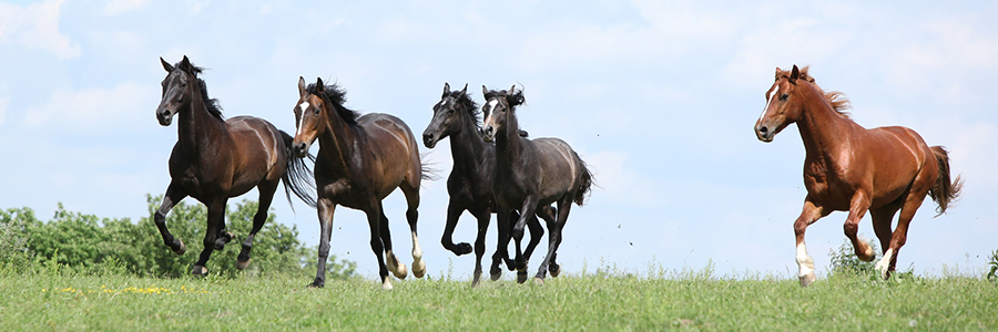 馬プラセンタエキスPF